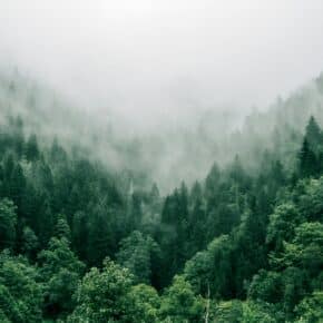 Die 10 größten Wälder der Welt