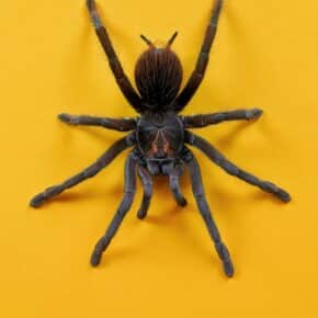 Die 10 größten Spinnen der Welt