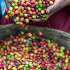 Die 10 größten Kaffee produzierenden Länder der Welt