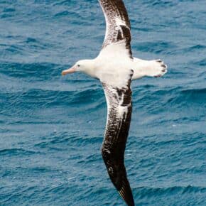 Die 10 größten Vögel der Welt