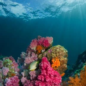 Die 10 größten Korallenriffe der Welt