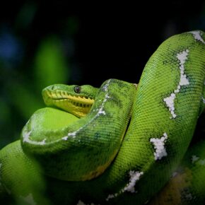 Von sanften Riesen bis zu giftigen Jägern: 10 spannende Fakten über Schlangen