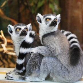 Tierisch gute Familienzeit: 10 Fakten über Ihre Zoo-Besuche mit Kindern, die Sie überraschen werden