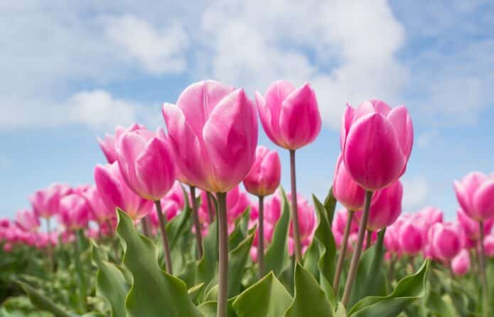 Tulpen
