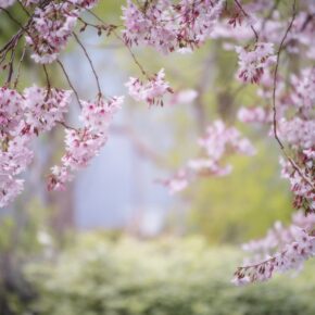 Die 10 besten Bäume für den heimischen Garten