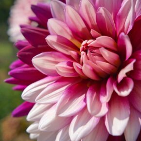 Dahlien: Zehn faszinierende Fakten über die beliebte Prachtblume